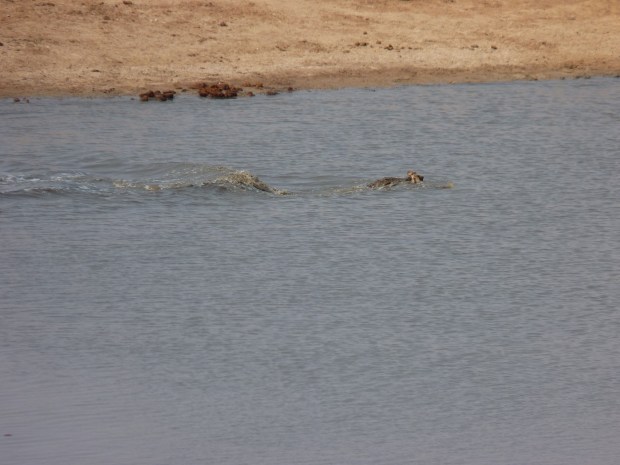 croc carrying impala small