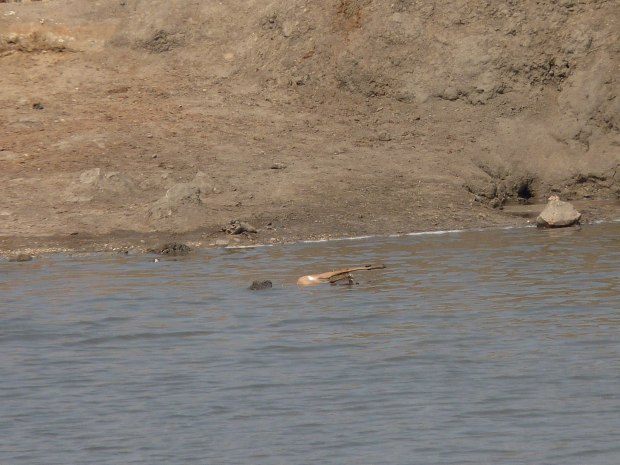 croc with impala