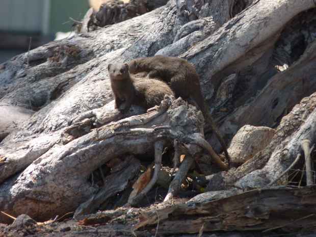 mongooses small 2013