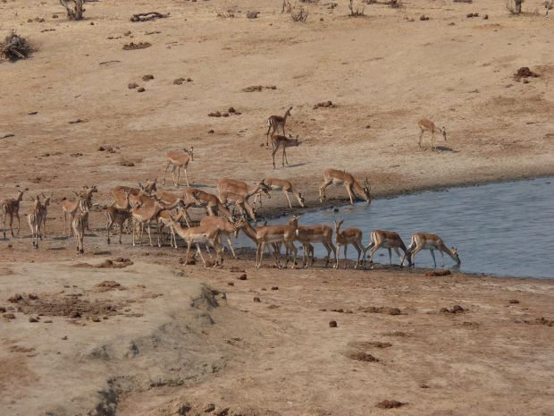 normal impala drinking