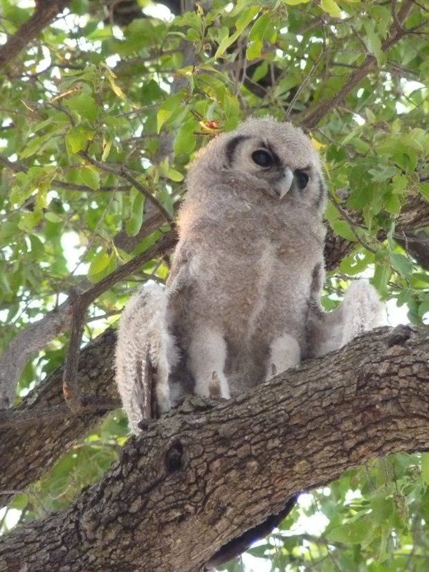 owl with wings low small