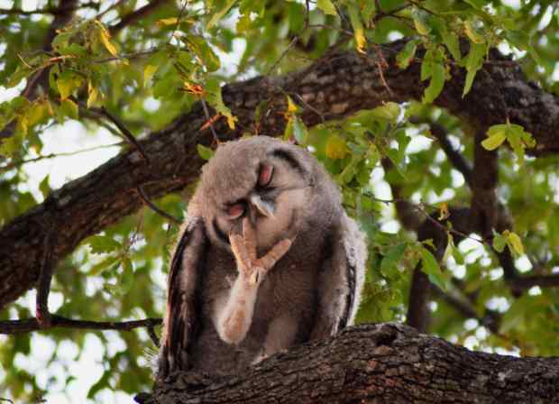 scratching by Tom small