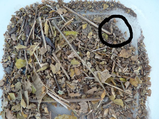 Spot the beast 3 1 circled