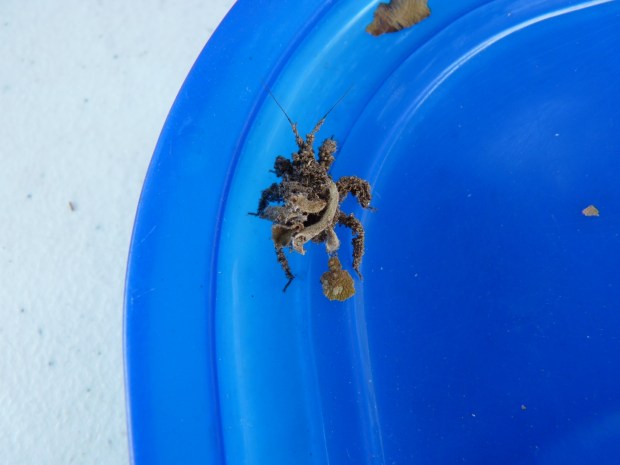 the beast isolated small