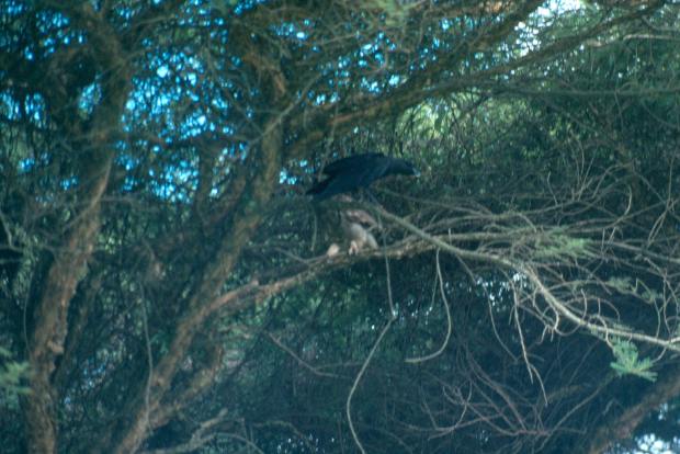 The only picture I have of the event. It is bad but it shows the action that took place!