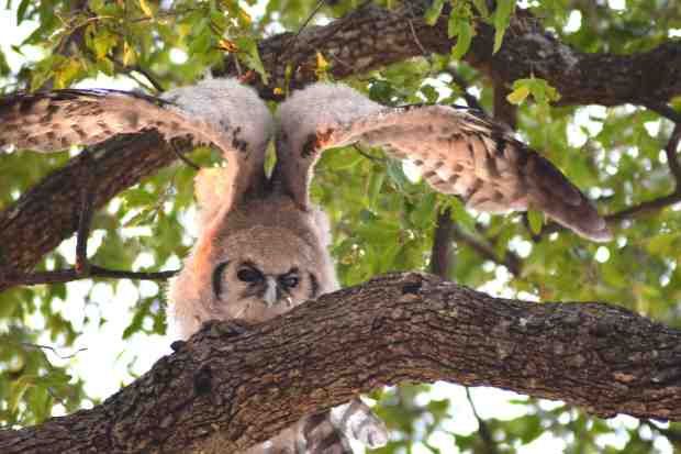 wings open tom small