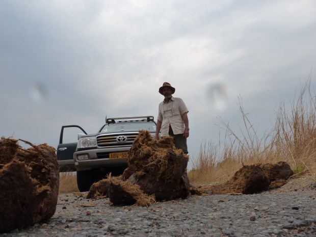 elephant road block Hwange