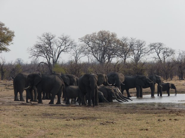 Elephants at w:hole prior to rain