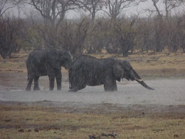 elephants start to hail