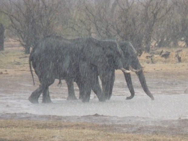 elephants under hail