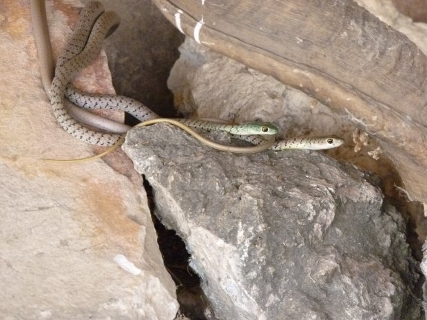 First view of snakes outside 2