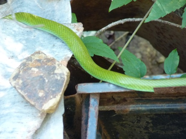 Spot the beast 5 revealed