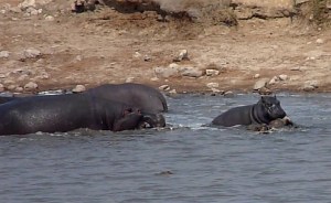Another view of the Hippo vs. Crocodile struggle for the Impala at Point 2.