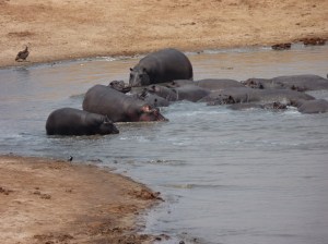 After snatching the Impala from the Crocodiles at Point 2, they congregate to feed on the Impala carcass.