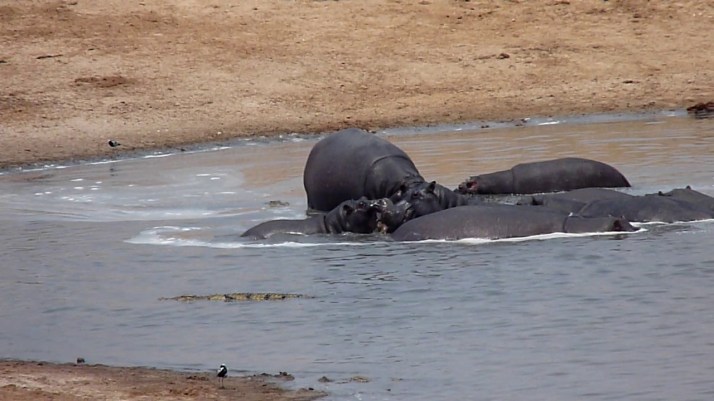 Another view of the final stages of the Hippo feeding frenzy.