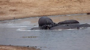 Another view of the final stages of the Hippo feeding frenzy.