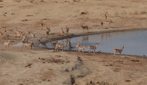 A Crocodile attack at the Impala drinking area.