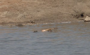 The Crocodile with the Impala at Point 2.