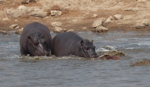 The Hippos "rescue" attempt at Point 2.