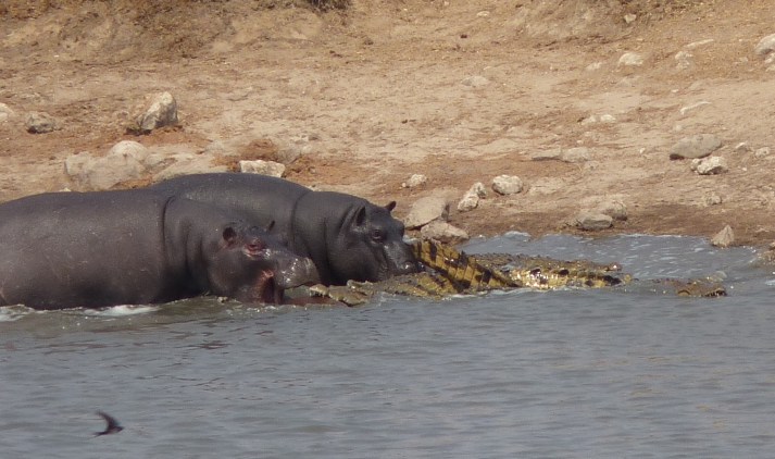 Another view of the Hippos' "rescue" attempt at Point 2.