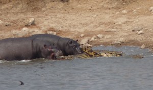 Another view of the Hippos' "rescue" attempt at Point 2.
