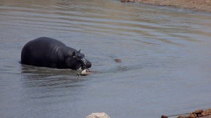 A Hippo moves towards the Crocodile at Point 3.