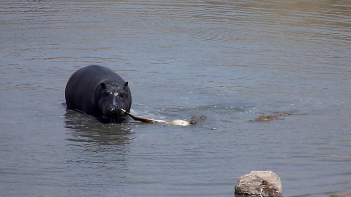 The Hippo tug of war with the Crocodile!