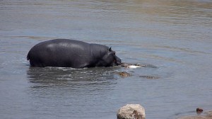 The Hippo tries to bite the Crocodile.