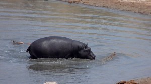 The Hippo chases a Crocodile while the other one escapes with the Impala towards Point 2.