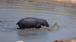 The Hippo keeps chasing the Crocodile while the other one swims away.