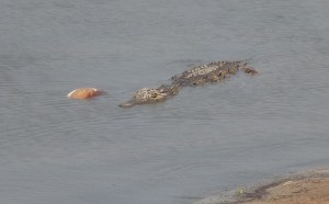 The Crocodile avoided the Hippos at Point 2 and moves to Point 3.