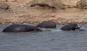 The Crocodile are attacked again after arriving at Point 2.