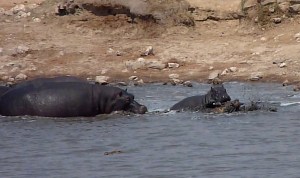 Another view of the struggle for the Impala at Point 2.