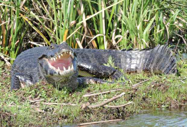 A Yacare (Caiman yacare) on a floating island at the Ibera lagoon. Picture by Julio A. de Castro.