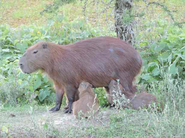 Suckling Capybaras.