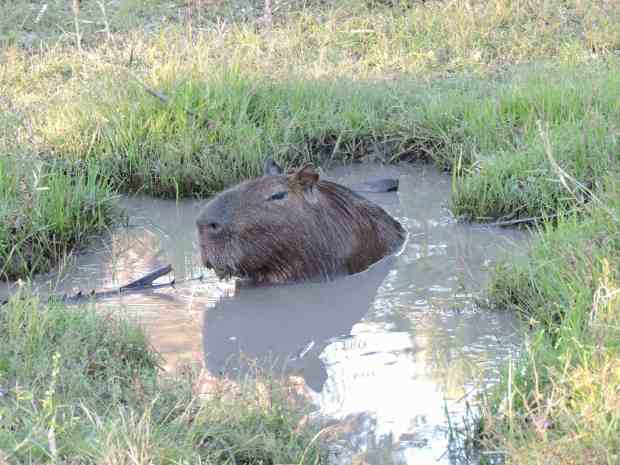 A Capybara in its private bathtub.