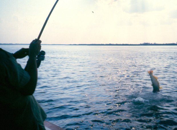 Playing a Dorado before bringing it in.