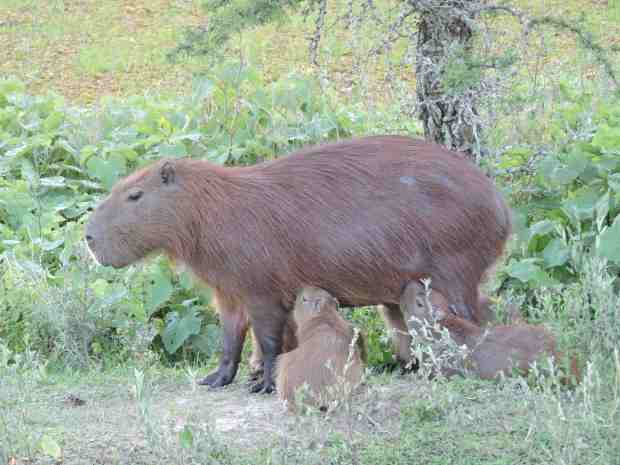 Female Capybara feeding her babies.