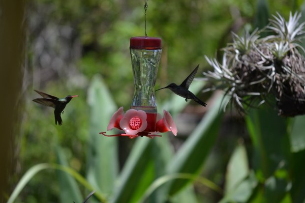 A Glittering-bellied Emerald Hummingbird (left) and probably a female Blue-Tufted Starthroat Hummingbird at a feeder in Colonia Carlos Pellegrini.