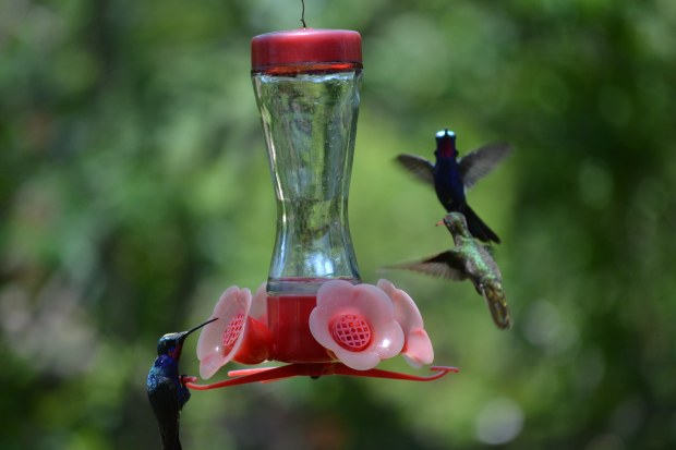 A Glittering-bellied Emerald Hummingbird (left) and probably a female Blue-Tufted Starthroat Hummingbird at a feeder in Colonia Carlos Pellegrini.