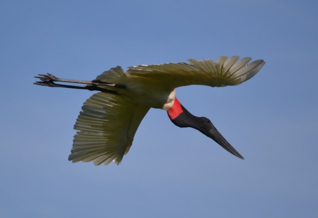 Mariana jabiru flying 2