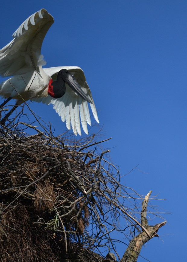 Taking off... Picture by Mariana Terra.