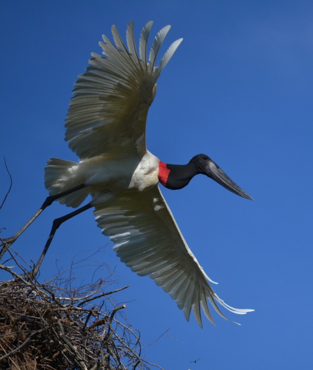 Taking off and in flight. All three pictures by Mariana Terra.