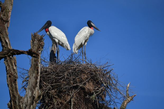 A pair of Jabiru Storks on their nest. Picture by Mariana Terra.