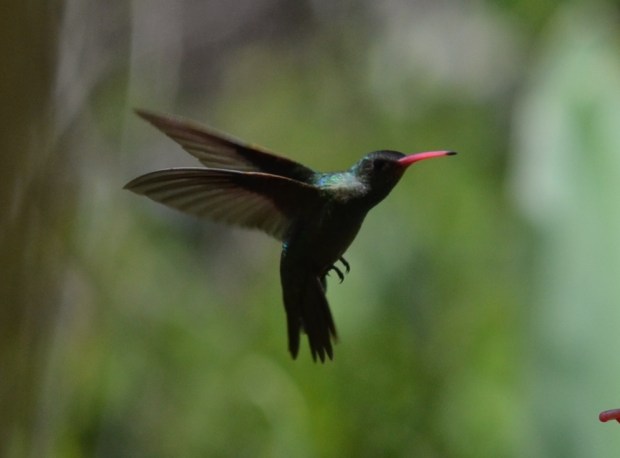 Close-up of the Glittering-Bellied Hummingbird.