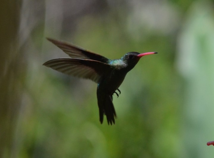 Close-up of the Glittering-Bellied Hummingbird.