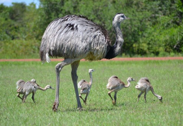 Rhea and chicks feeding. Picture by Mariana Terra.