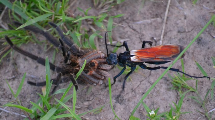 Picture by Mariana Terra.