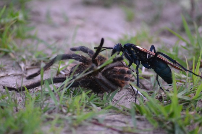 Picture by Mariana Terra.