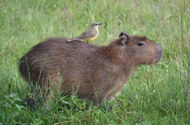 Capybara and rider. Picture by Mariana Terra.